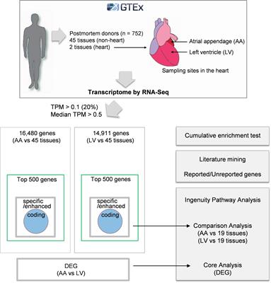 Integrative Analysis Revealing Human Heart-Specific Genes and Consolidating Heart-Related Phenotypes